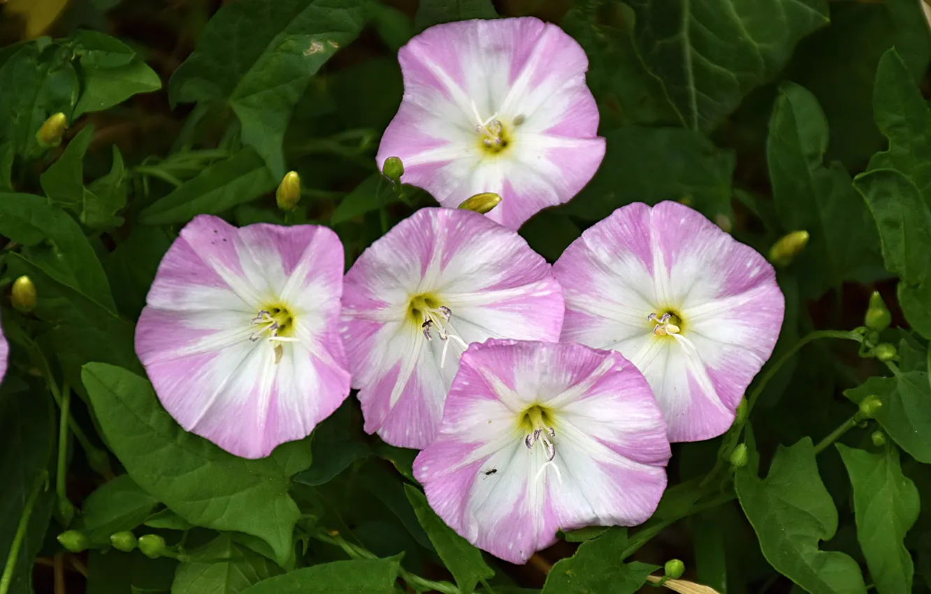 Фото обои Цветочки, Flowers, Pink flowers, Розовые цветы