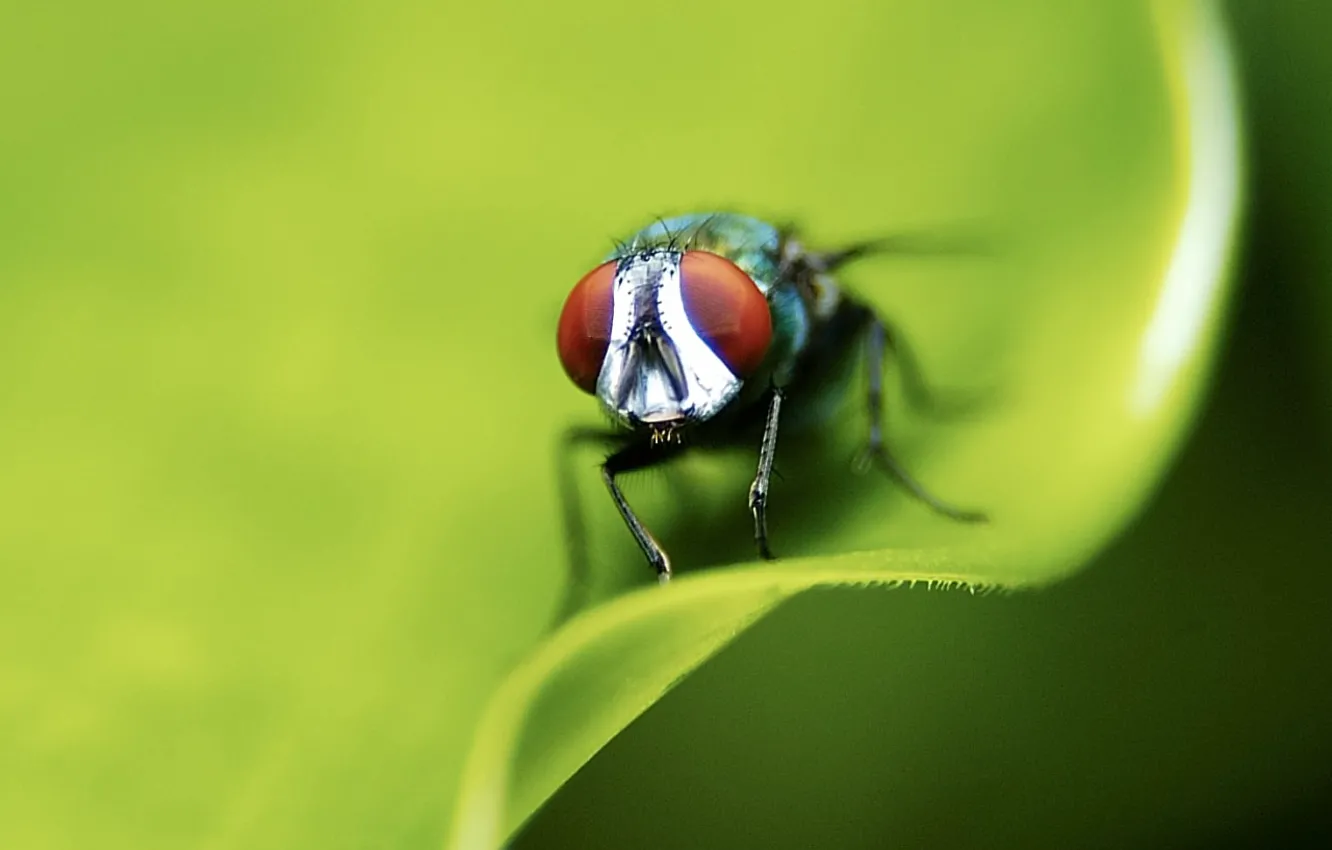 Фото обои лист, зеленый, муха