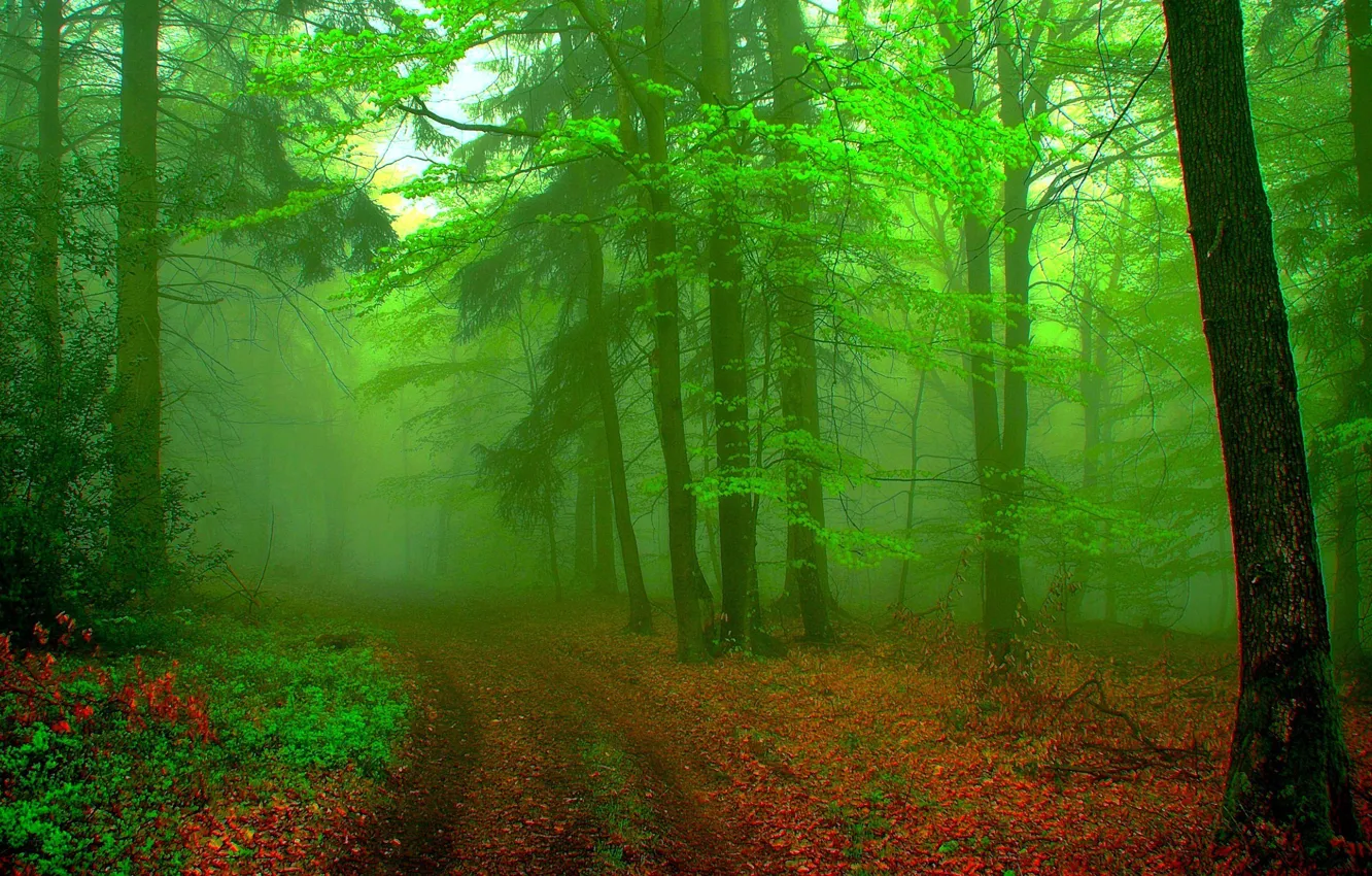 Фото обои лес, пейзаж, туман, фон, зелёный