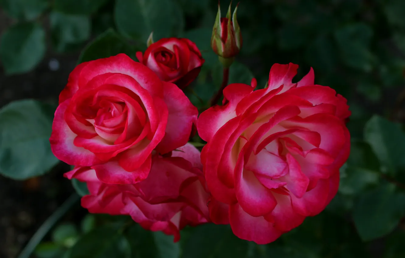 Фото обои красные, red, Розы, rose, бутоны