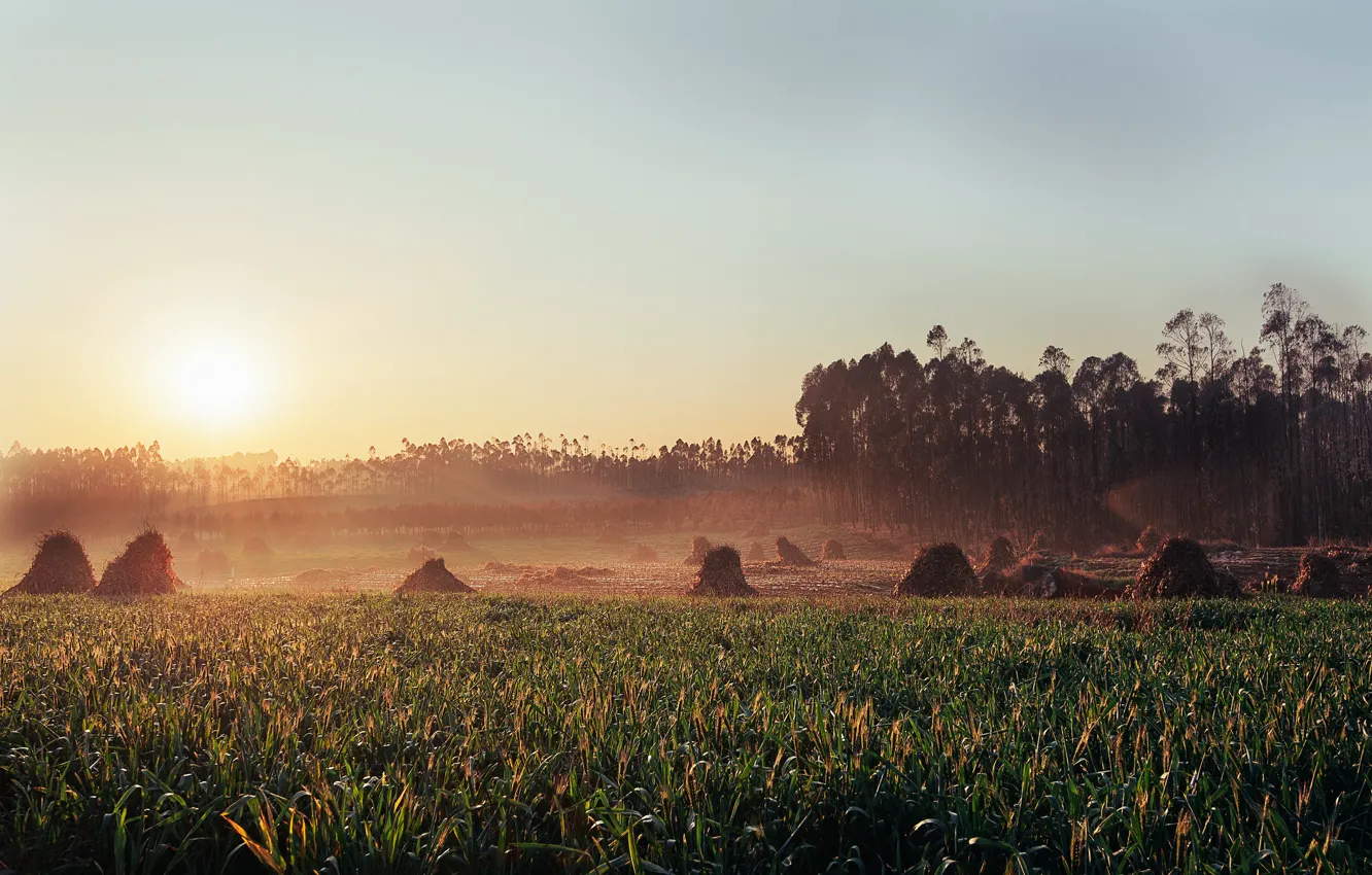 Фото обои трава, сено, стоги, So rise the Sun
