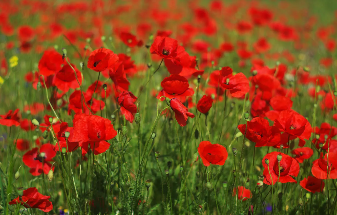 Маков бай. Исландские маки. Маки Red-Poppies-field-191262. Нагорный Карабах природа маки. Вавсиле Макове.