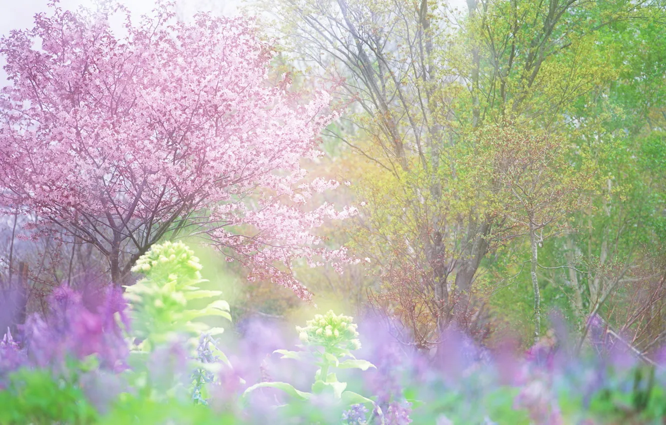 Фото обои зелень, деревья, свежесть, вишня, весна, цветение