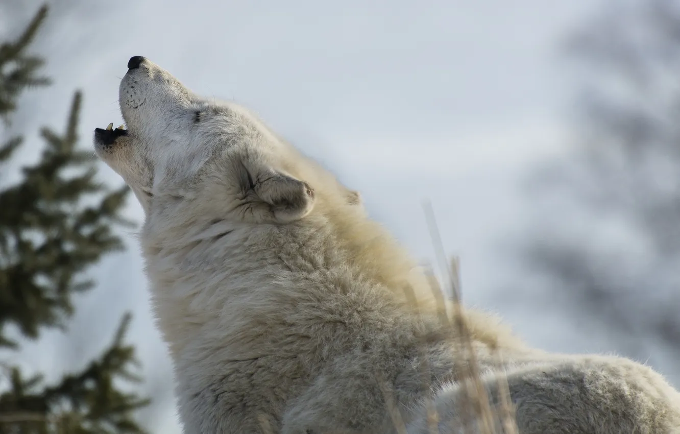 Фото обои морда, хищник, вой, белый волк