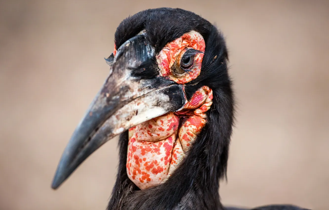 Фото обои макро, птица, Hornbill