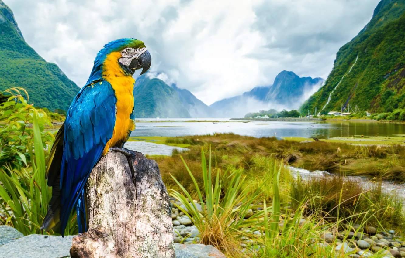 Фото обои пейзаж, попугай, ара, Macaw, Сине-жёлтый ара