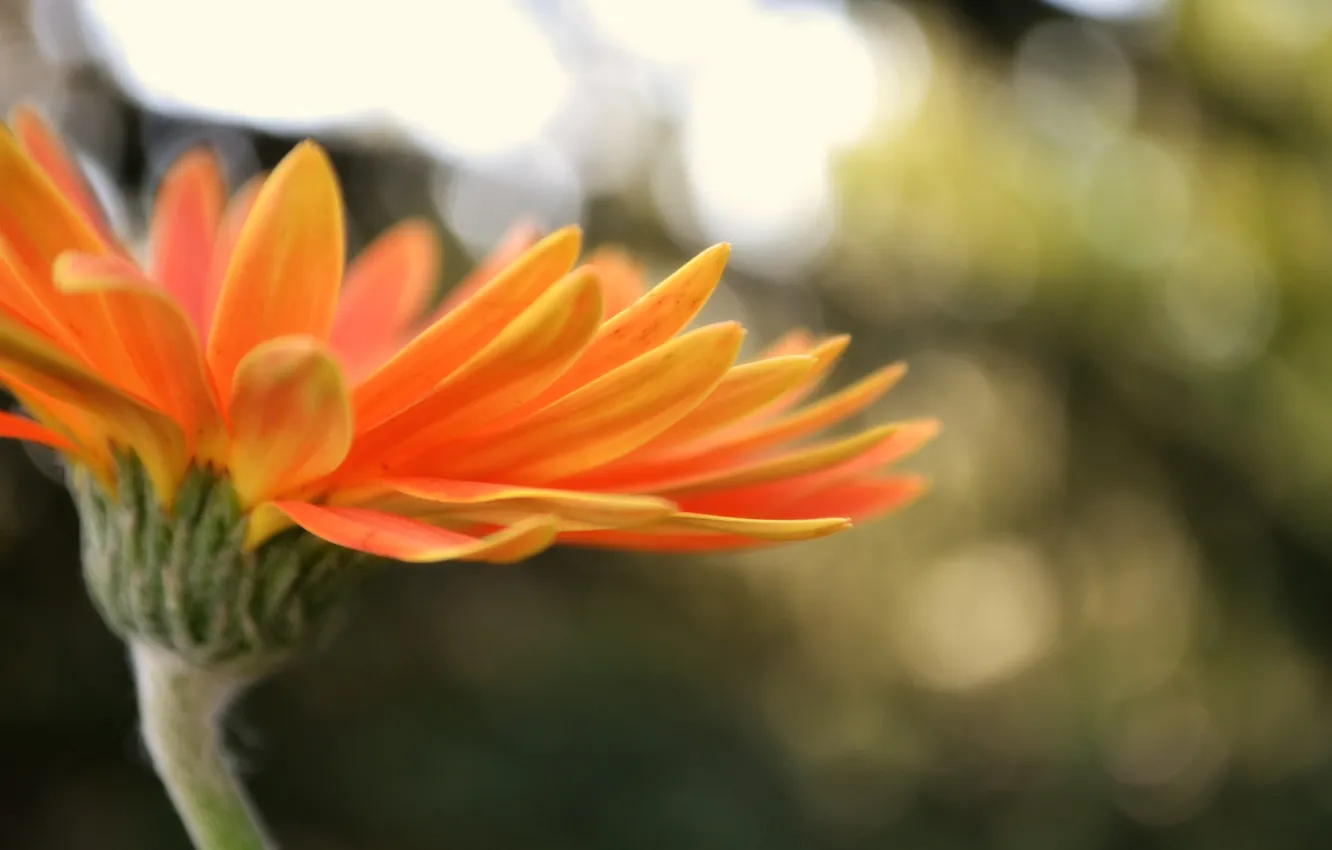 Фото обои цветок, макро, оранжевая, лепестки, боке, хризантема