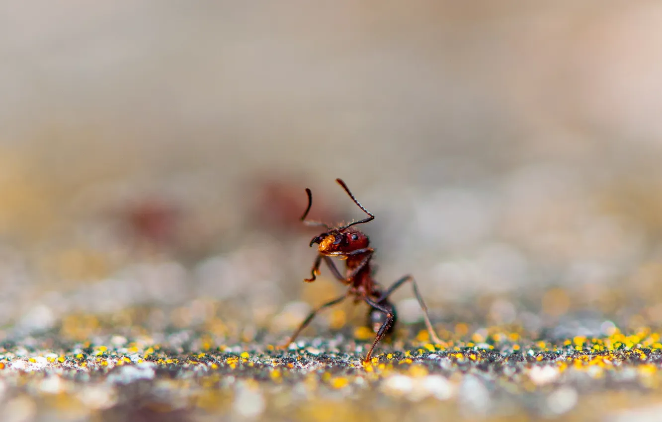 Фото обои красный, муравей, насекомое