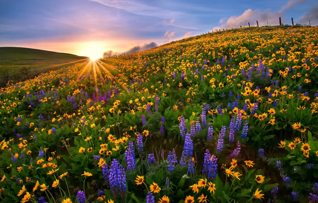 Фото обои закат, цветы, природа, поляна, США, штат Вашингтон, Национальный парк, люпины