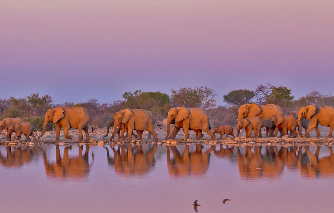 Фото обои слоны, ЮАР, стадо, Национальный парк Крюгера