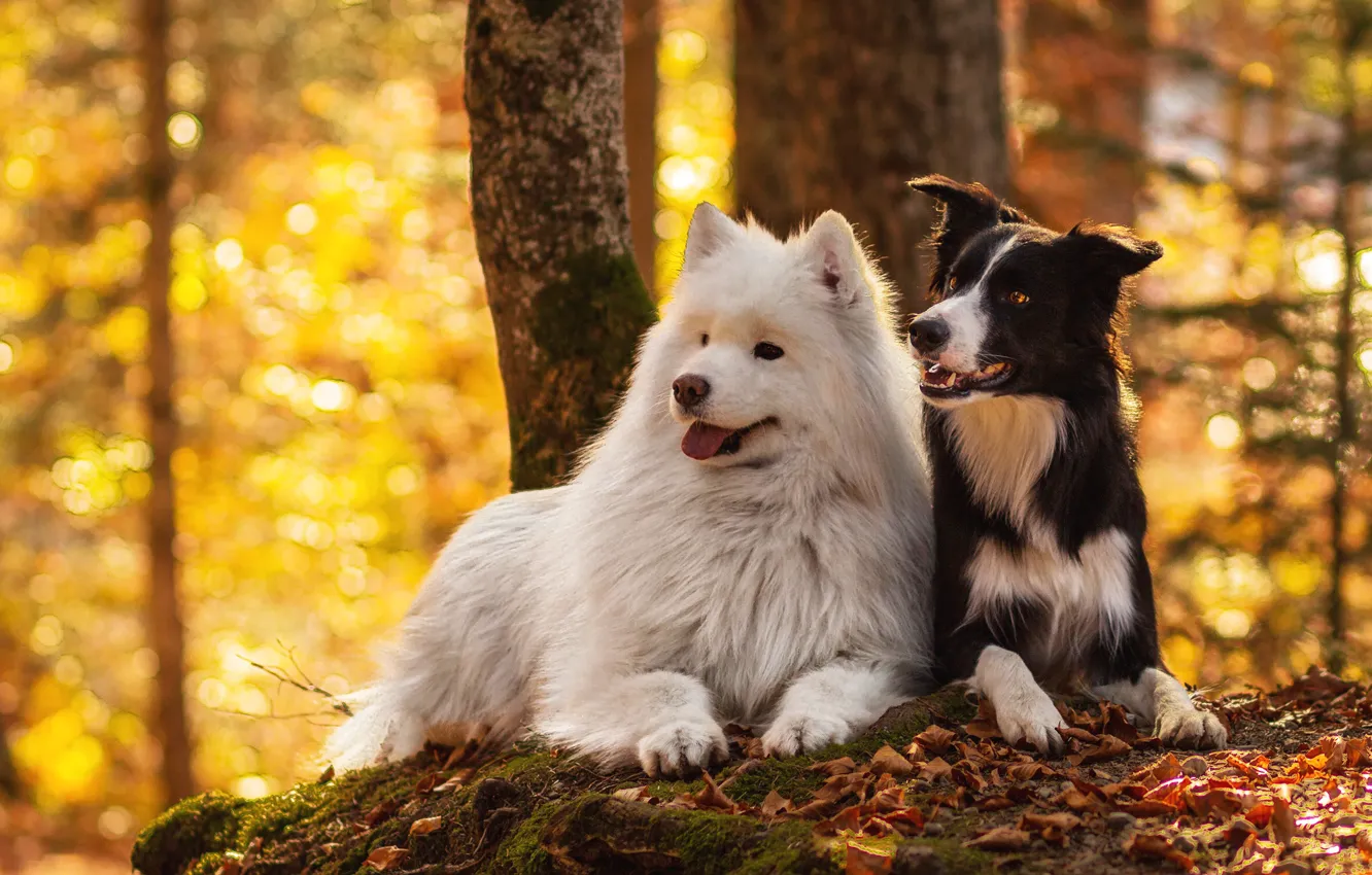 Фото обои осень, лес, язык, собаки, взгляд, листья, желтый, природа