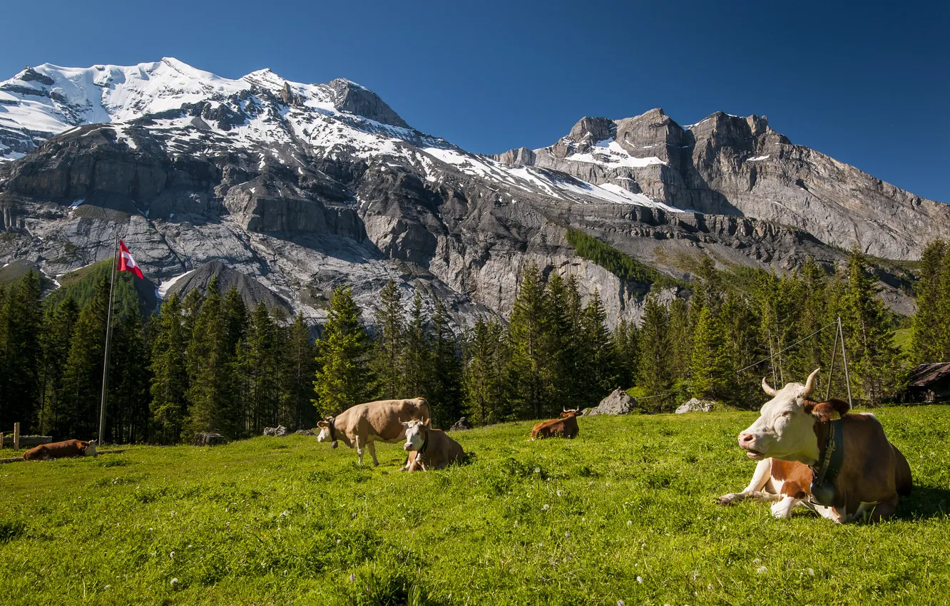 Фото обои горы, Швейцария, коровы, луг, Switzerland