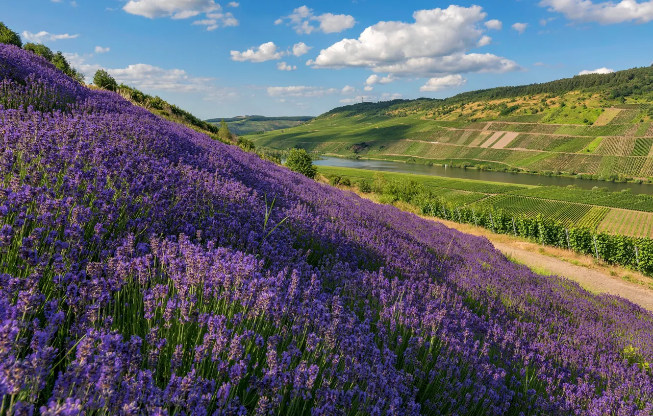 tsvety-kholmy-lavanda-lavandovoe-pole-lu