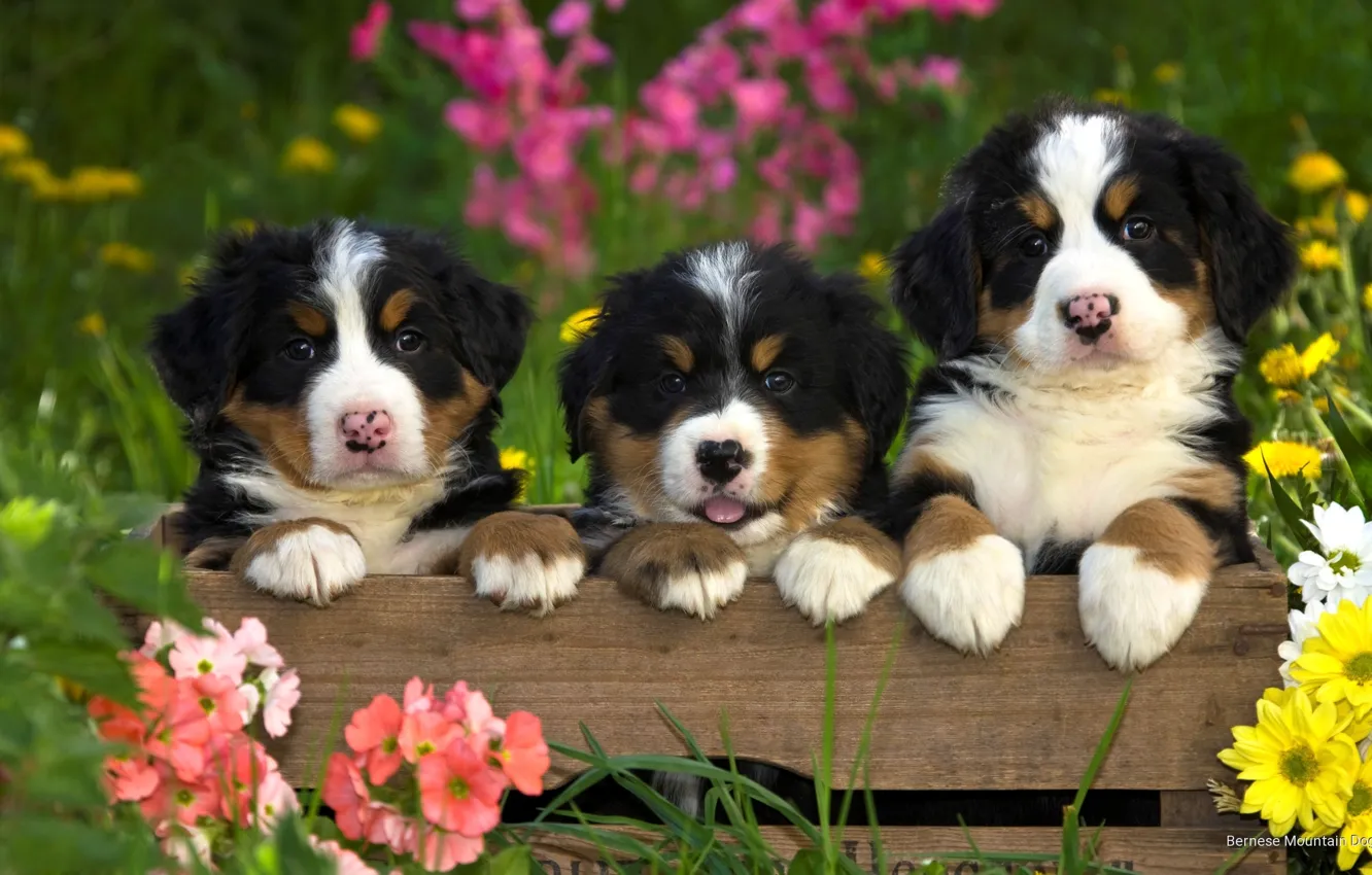 Фото обои животные, собаки, лето, трава, цветы, природа, щенки, ящик