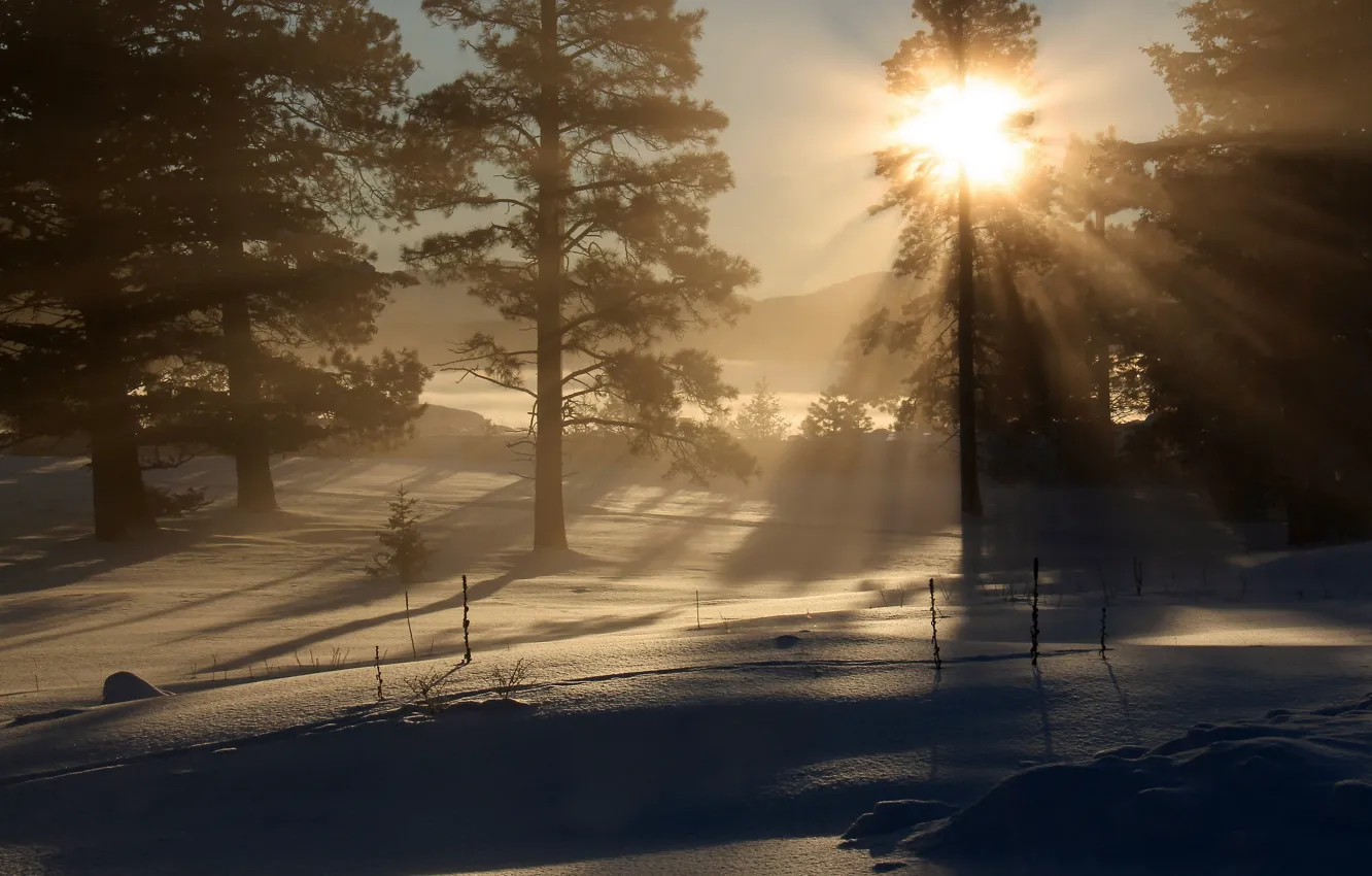 Фото обои зима, лес, свет, утро