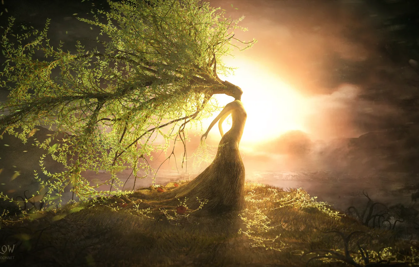 Фото обои листья, девушка, закат, дерево, растения, холм, арт, крона
