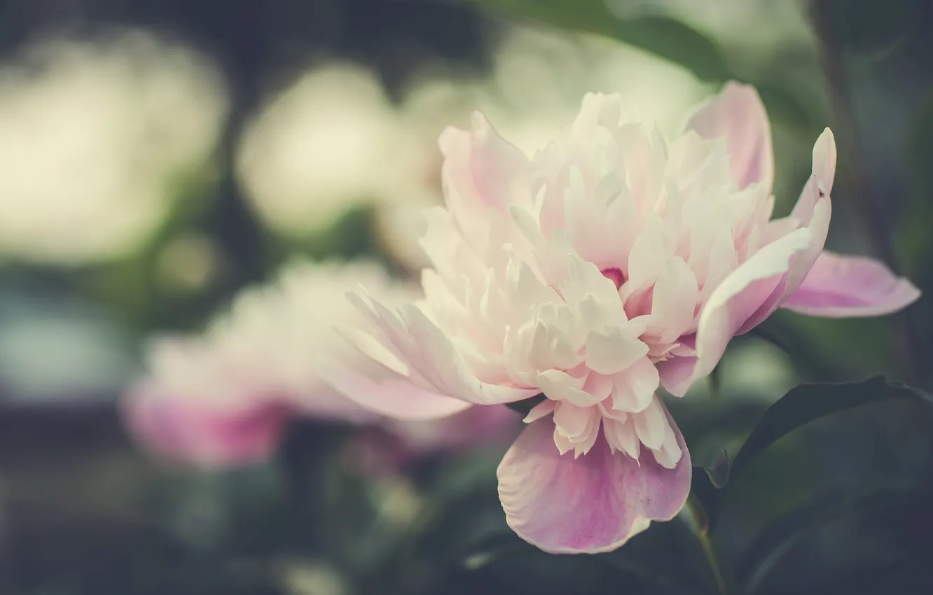 Фото обои цветок, лепестки, розовые, белые
