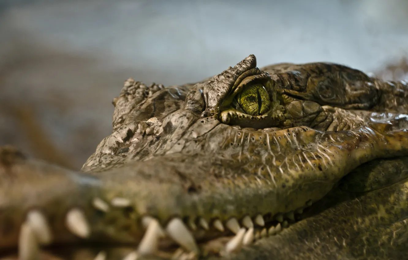 Фото обои глаза, крокодил, рептилия