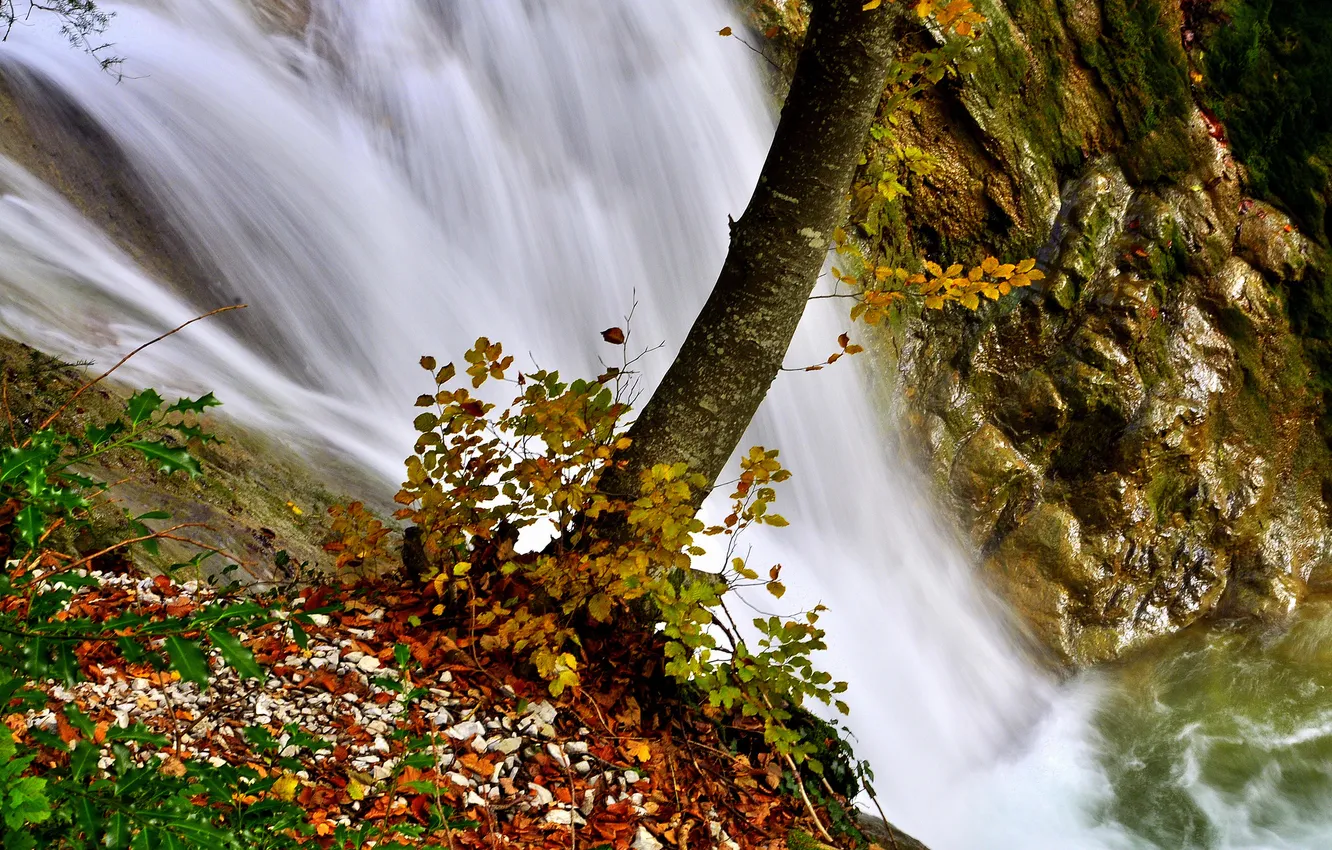 Фото обои листья, вода, река, камни, дерево, водопад, поток