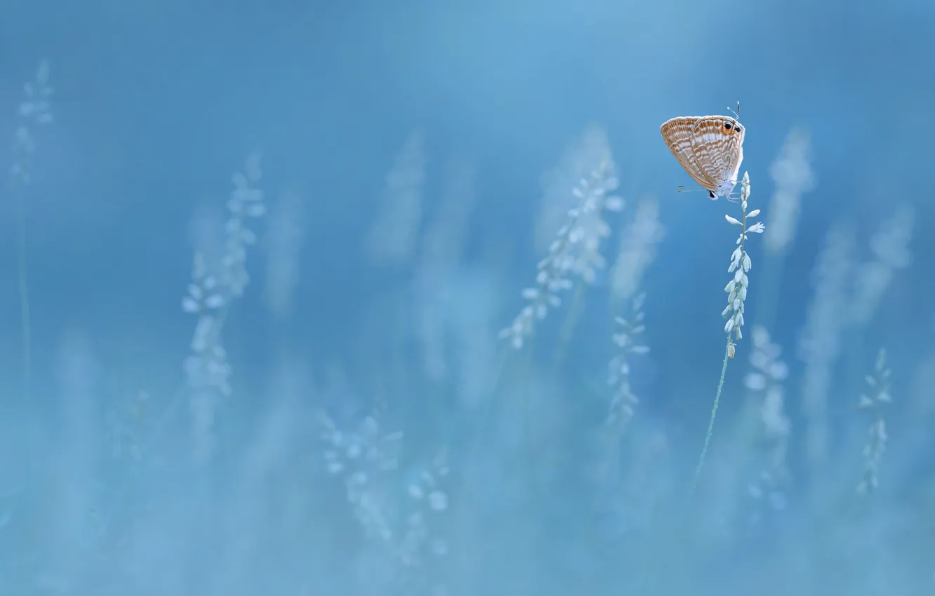 Фото обои бабочка, butterfly, Edy Pamungkas
