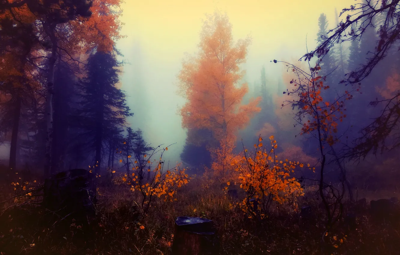 Фото обои осень, лес, краски