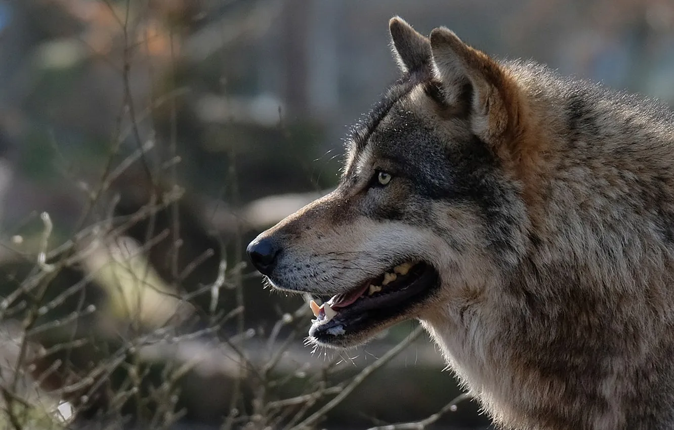 Фото обои fantasy, nature, art, snow, predator, face, animal, wolf