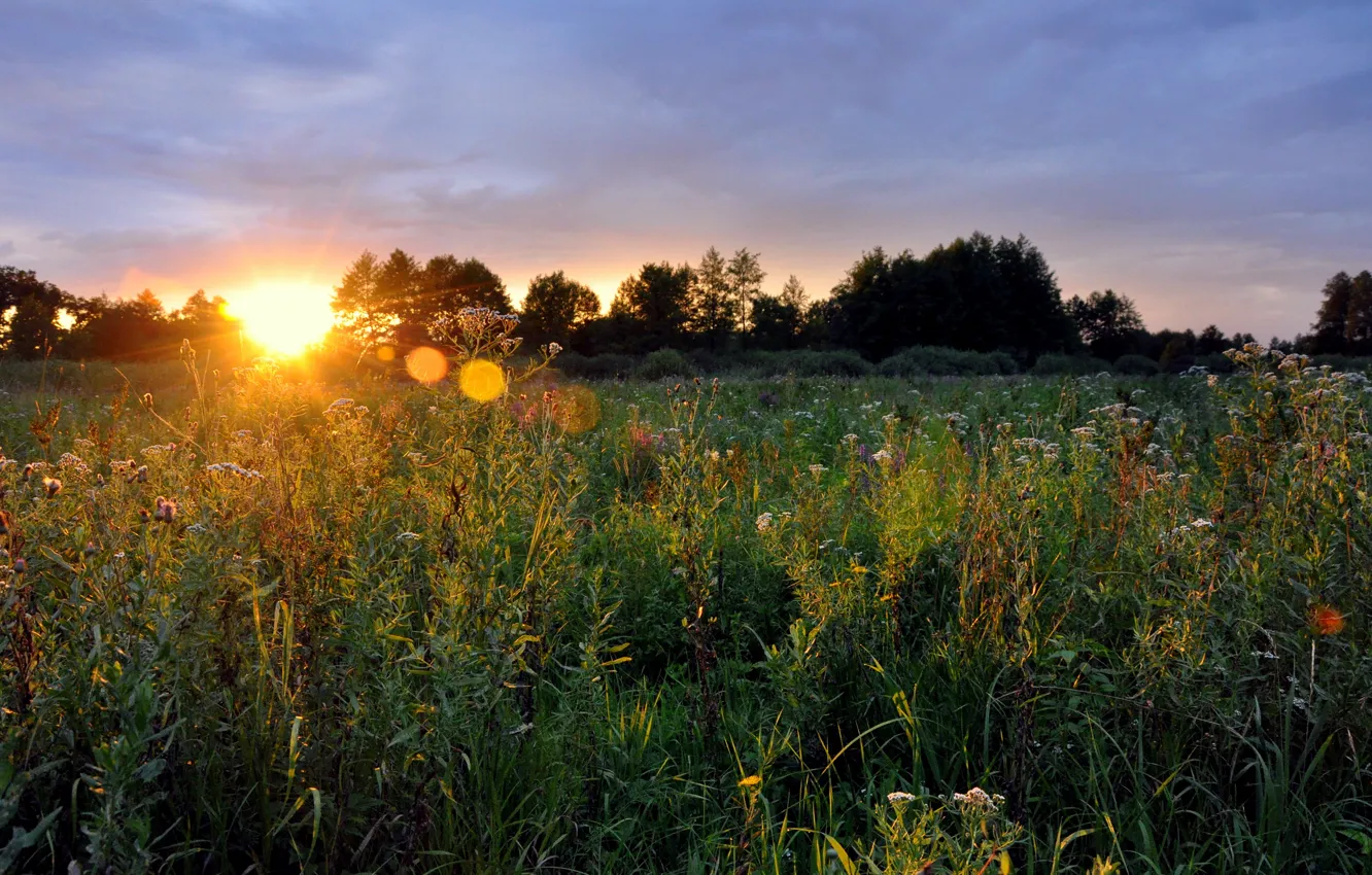 Фото обои пейзаж, закат, цветы, природа, landscape, nature, sunset, flowers