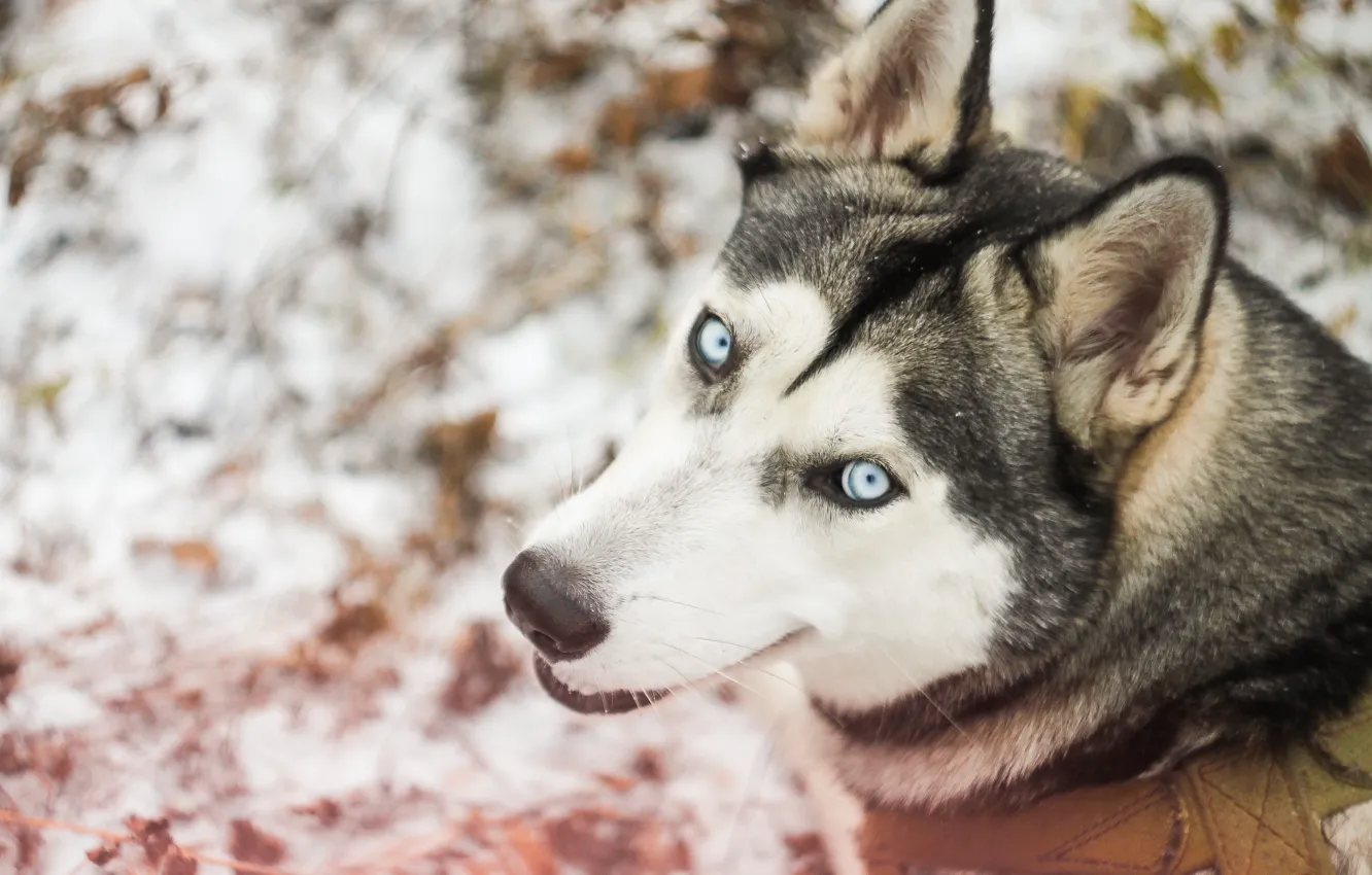 Фото обои зима, лес, снег, собака, прогулка, хаски, dog, сибирский хаски