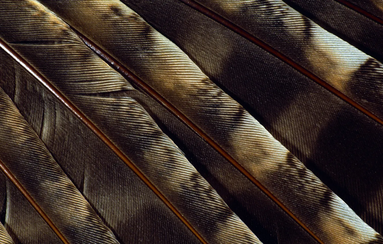 Фото обои фон, перья, веер, пятна