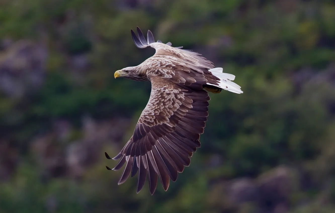 Фото обои крылья, клюв, полёт, размах, орлан - белохвост