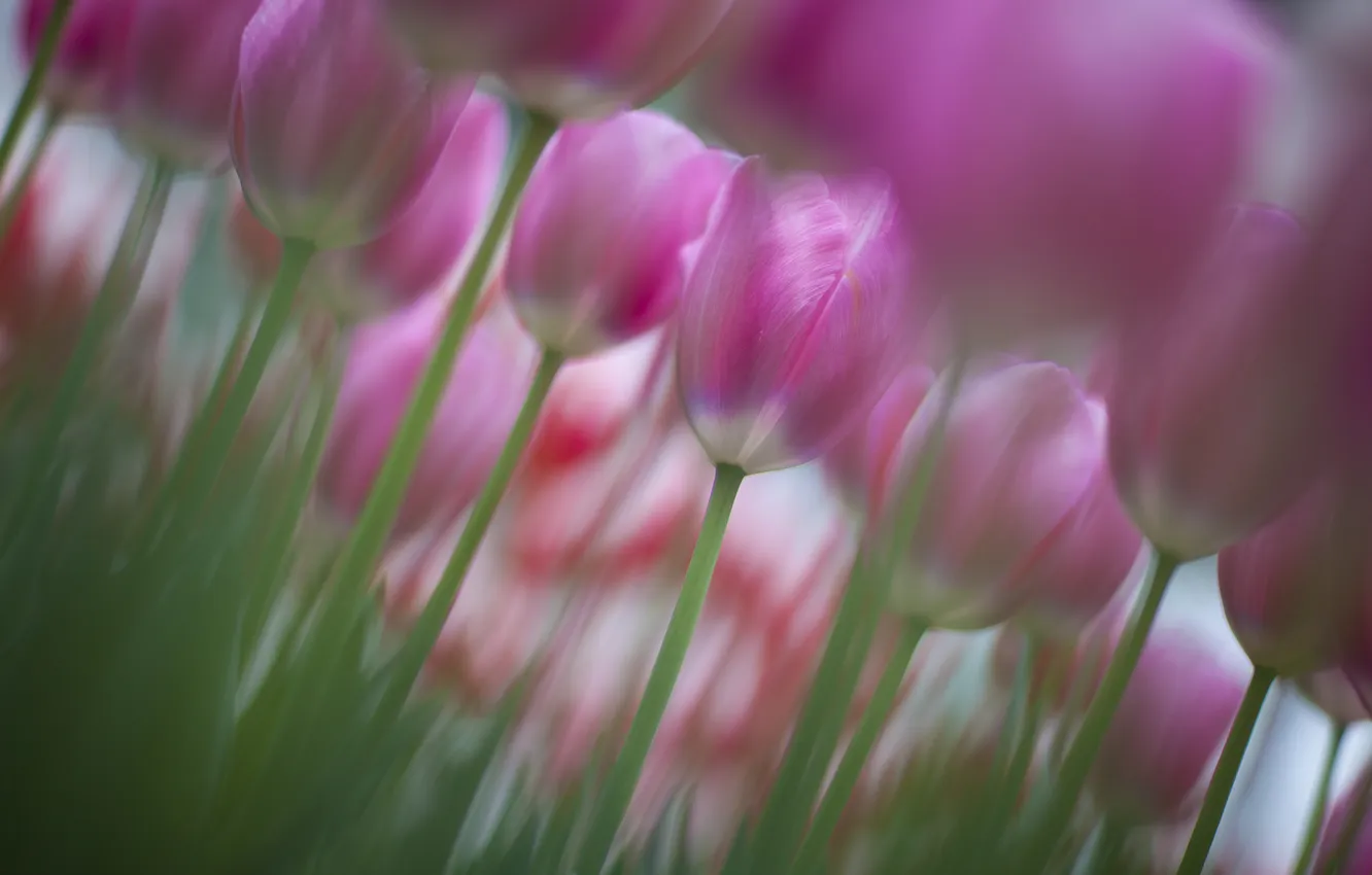 Фото обои фокус, весна, тюльпаны, розовые