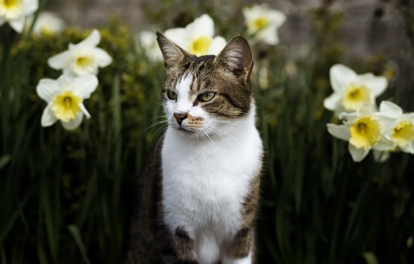 Фото обои кошка, глаза, кот, взгляд, морда, цветы, природа, фон
