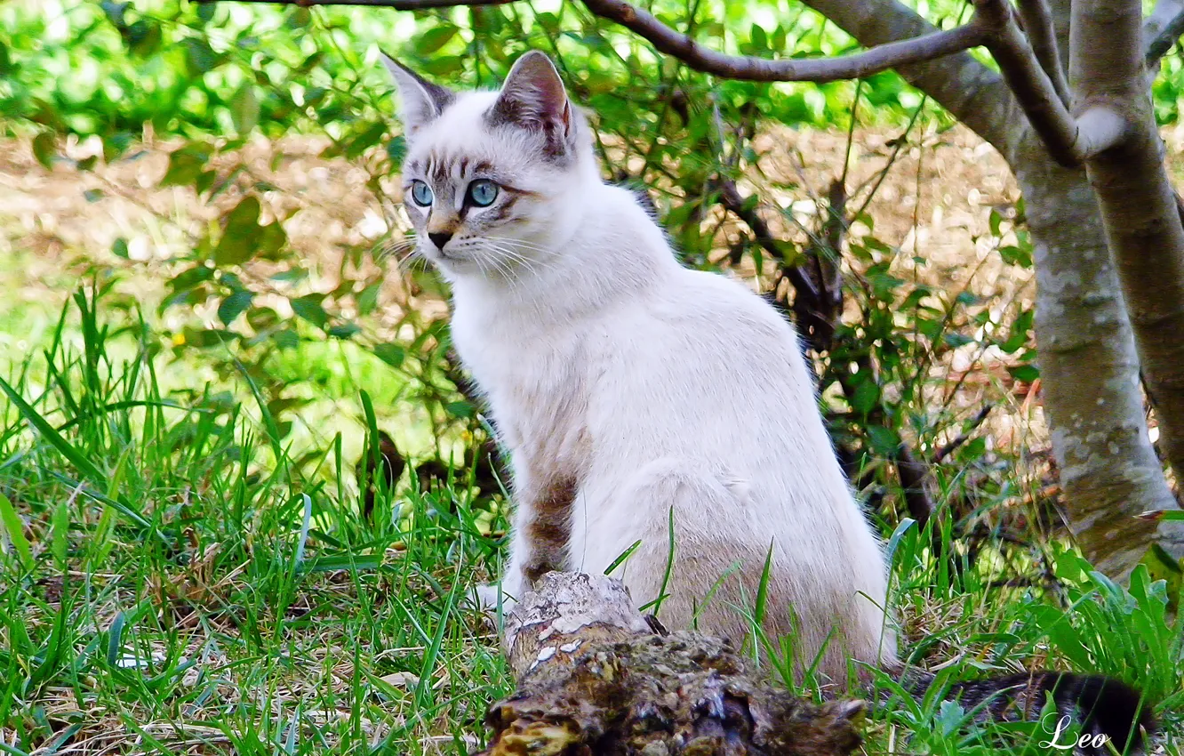 Фото обои кошка, трава, ветки, дерево, белая, Leo Margareto