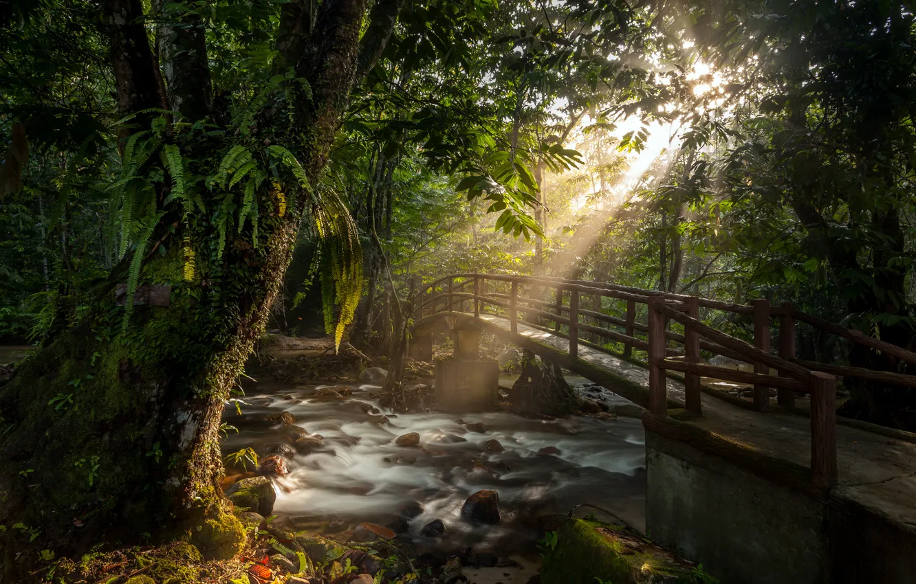 Фото обои лес, солнце, лучи, мост, река, поток