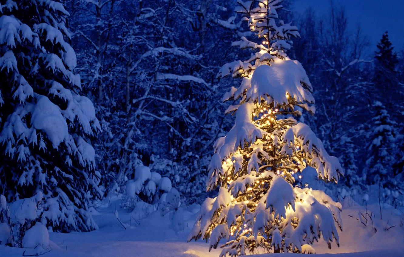 Фото обои зима, лес, снег, елка, новый год