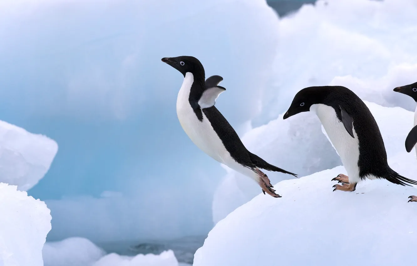 Фото обои лед, прыжок, пингвин