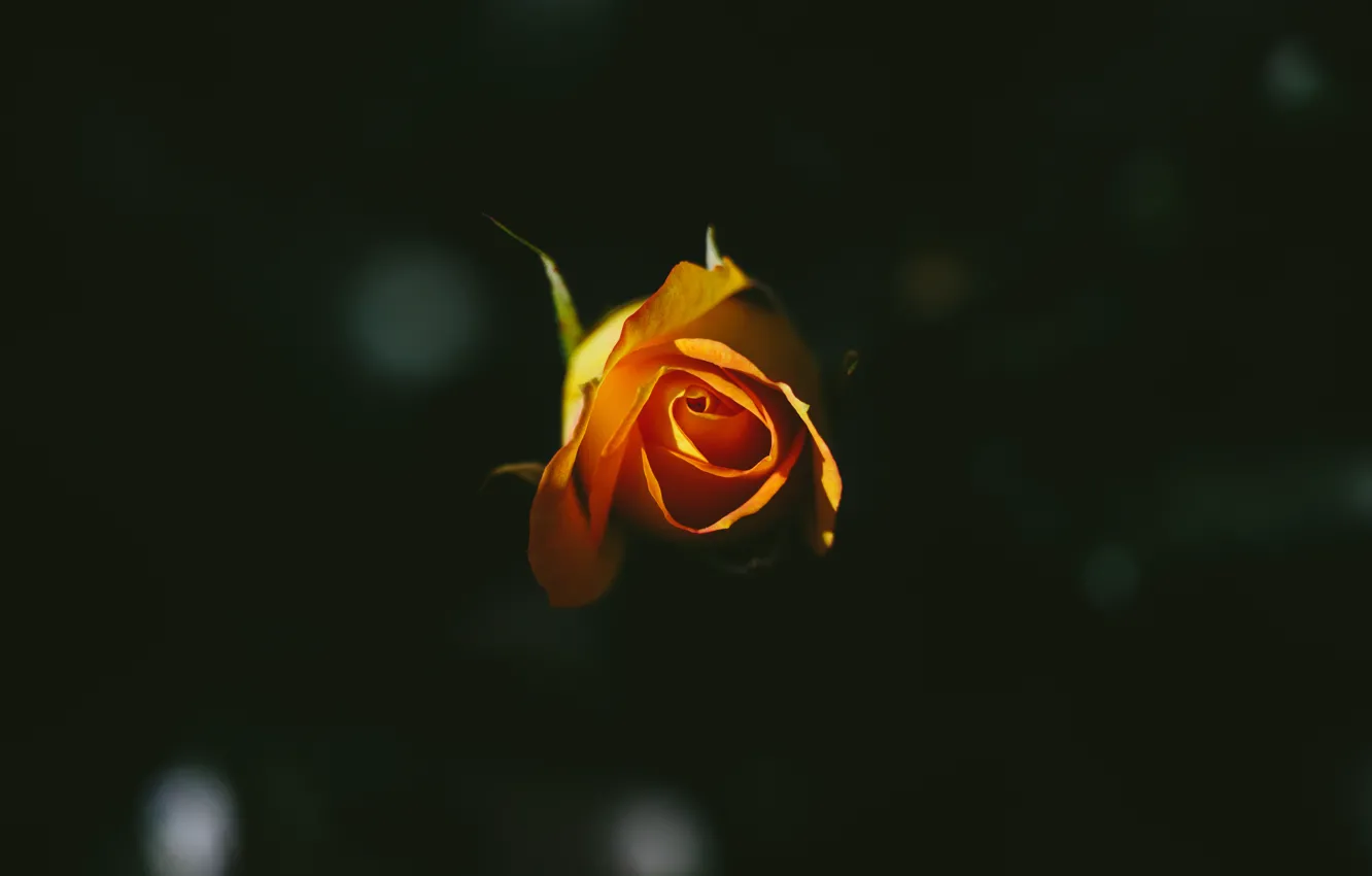 Фото обои цветок, роза, желтые, лепестки