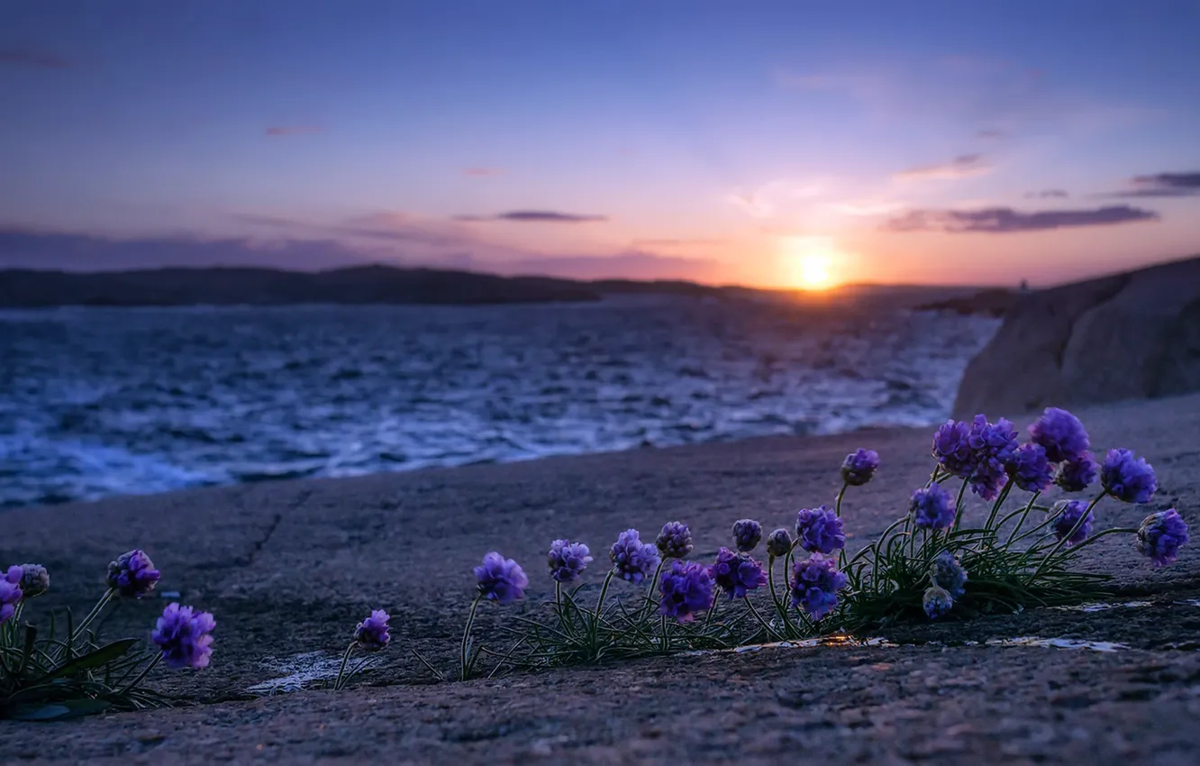 Фото обои море, цветы, берег, утро