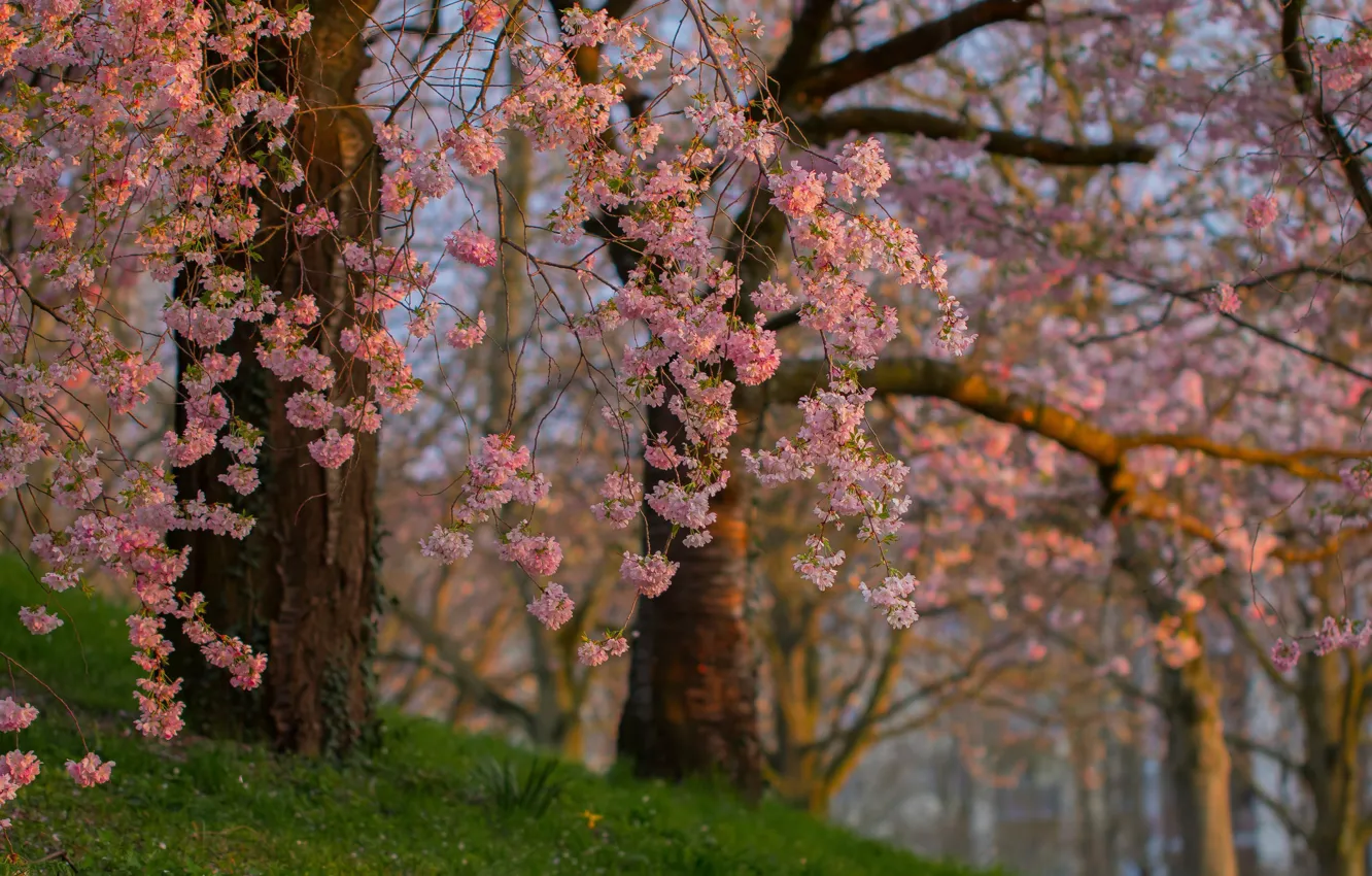 Фото обои весна, сад, сакура, цветущее дерево