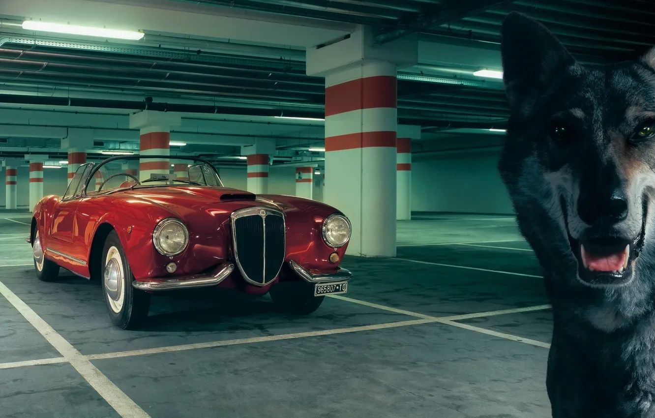 Фото обои красный, фон, волк, парковка, классика, 1954, передок, Lancia