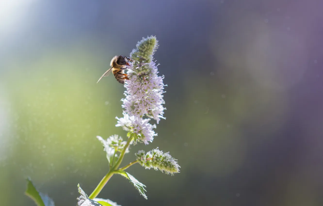Фото обои цветок, пчела, растение