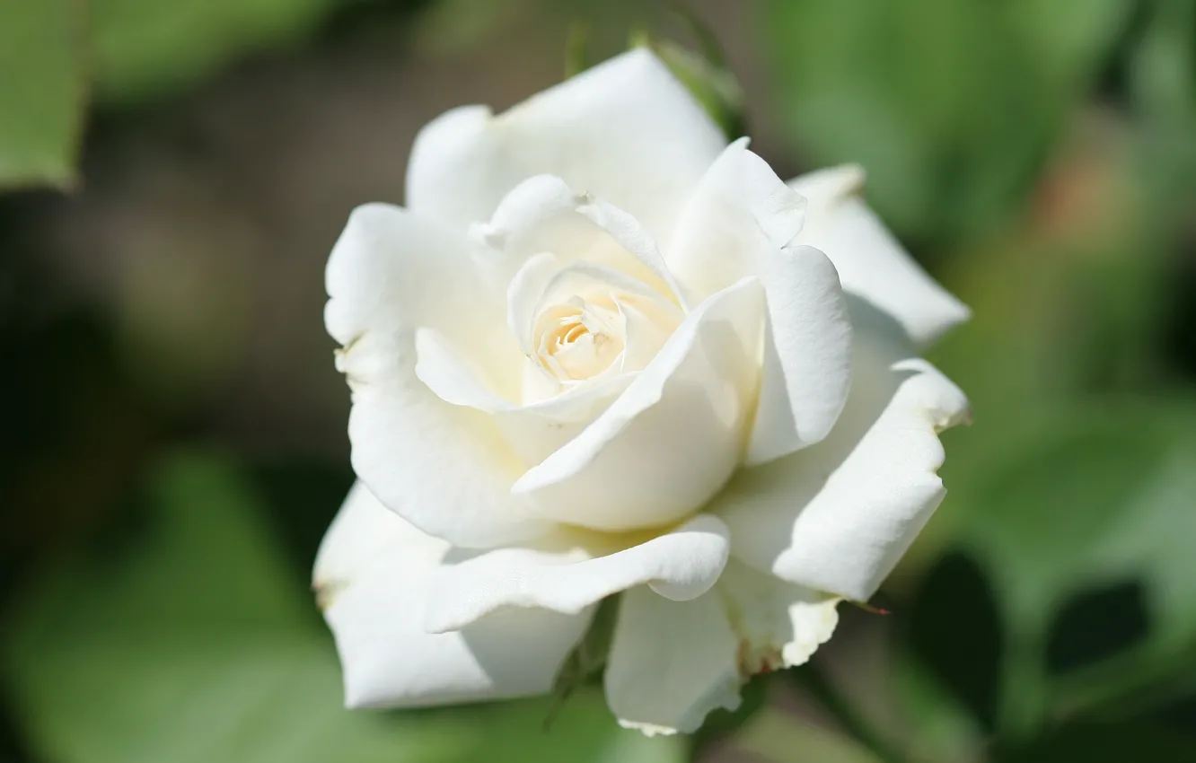Фото обои нежность, размытый фон, белая роза