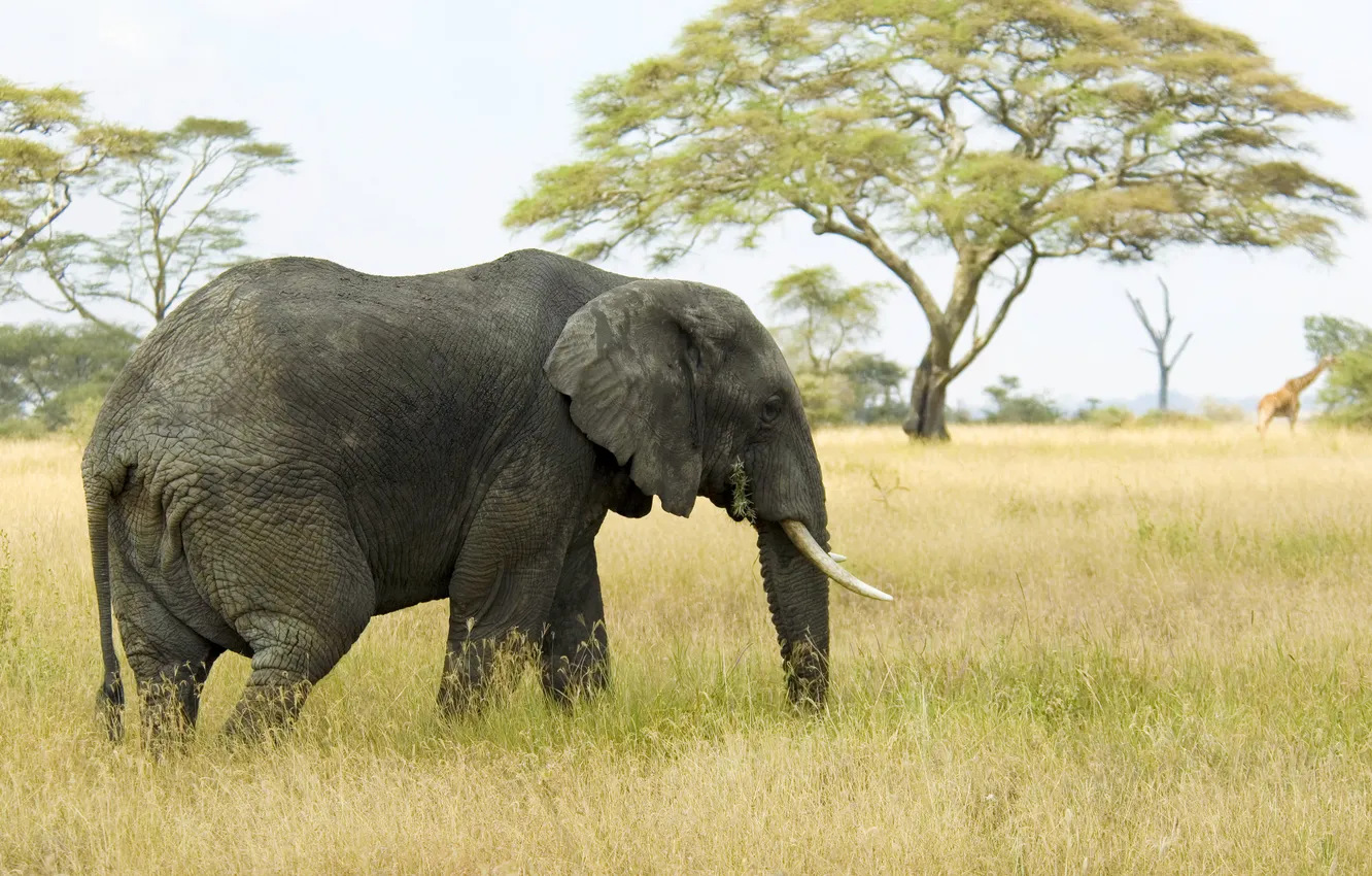 Фото обои nature, animal, elephant--