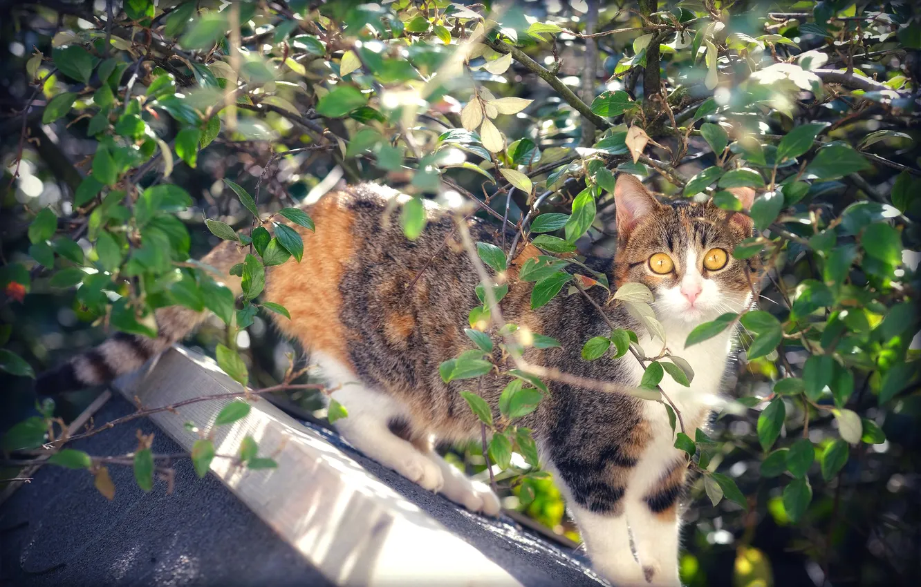 Фото обои крыша, кошка, лето, кот, взгляд, свет, ветки, поза