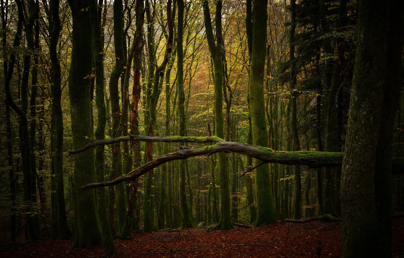 Фото обои осень, лес, ветки, дерево, стволы, ветка, бревно, валежник