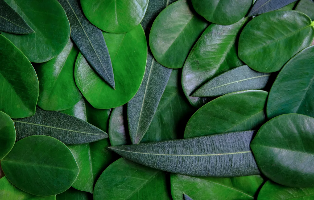 Фото обои листья, фон, green, texture, background, leaves