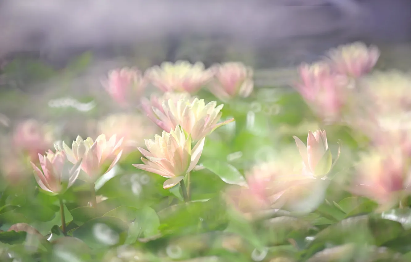 Фото обои вода, розовые, боке, нимфея