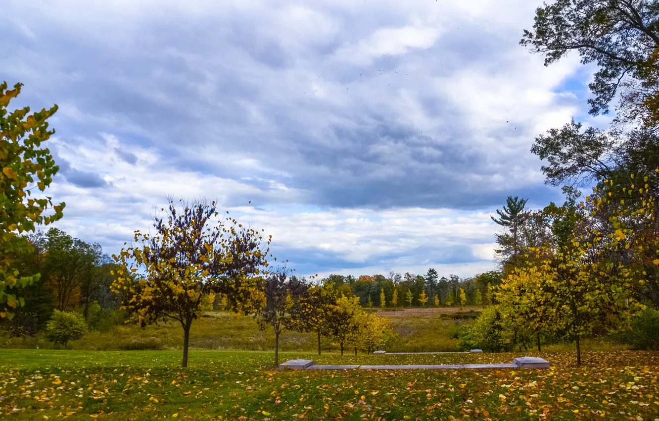 Фото обои поле, небо, листья, деревья, природа, Осень, trees, nature