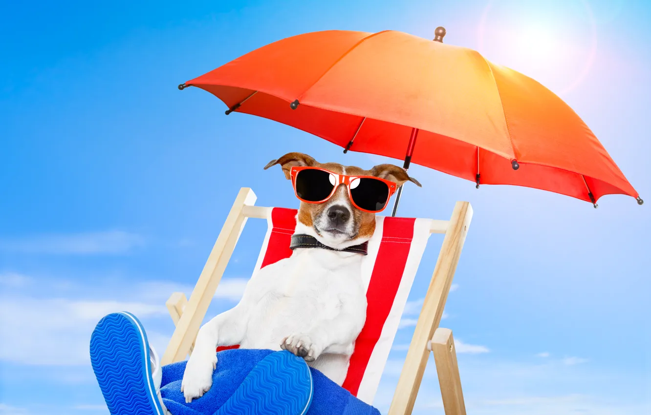 Фото обои природа, собака, зонт, очки, стул, nature, dog, chair