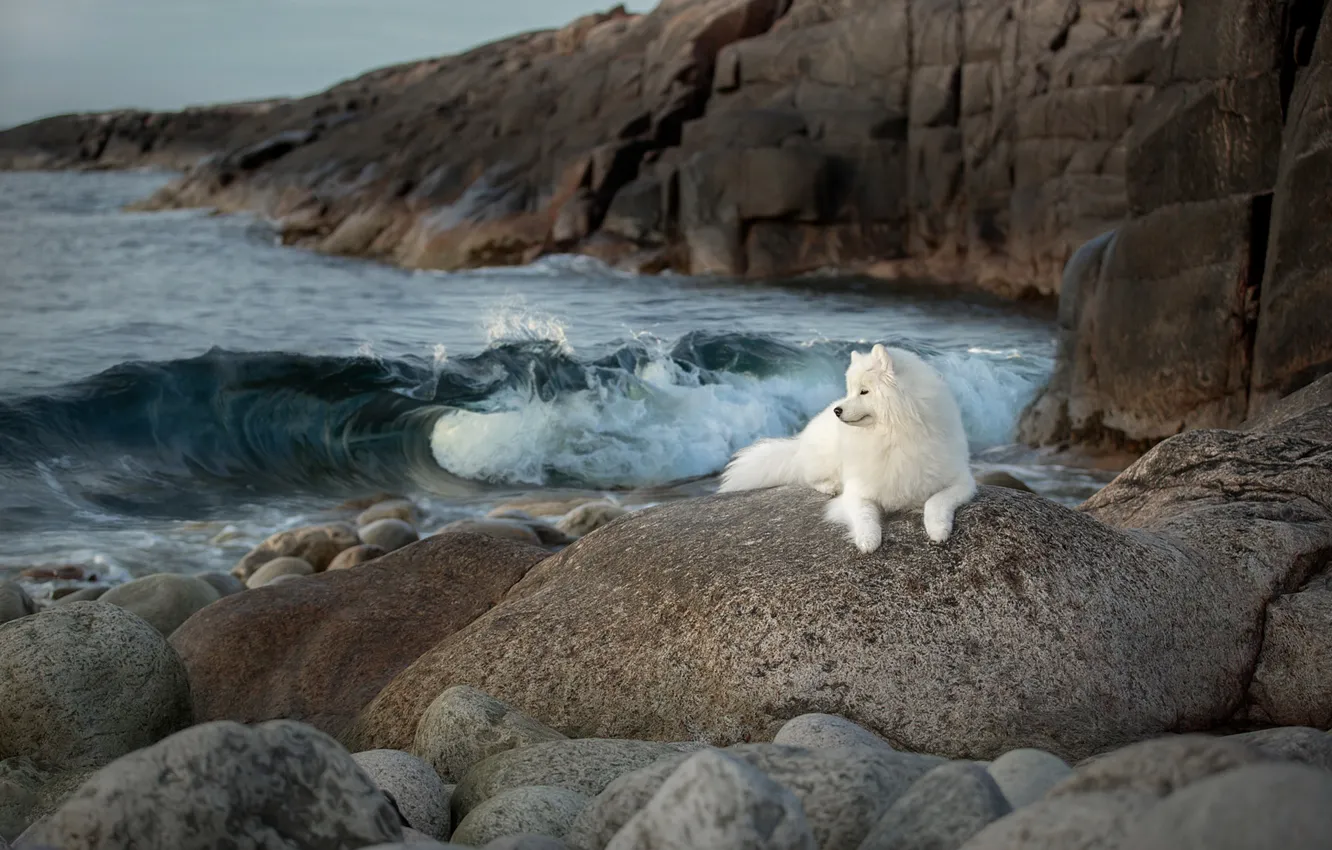 Фото обои море, камни, скалы, собака, самоед, Светлана Писарева